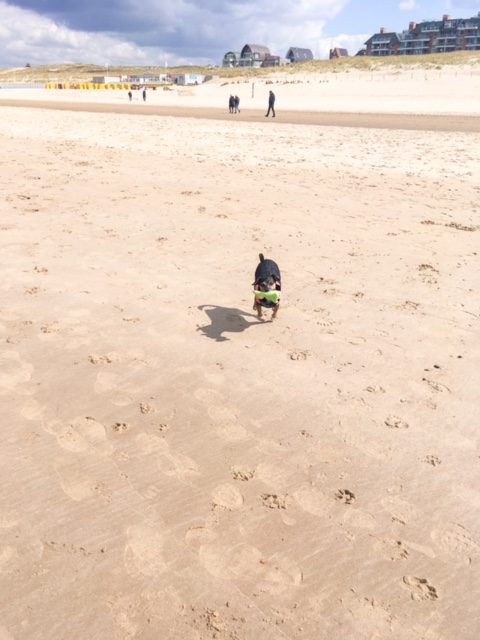 Ostsee Hund am Meer