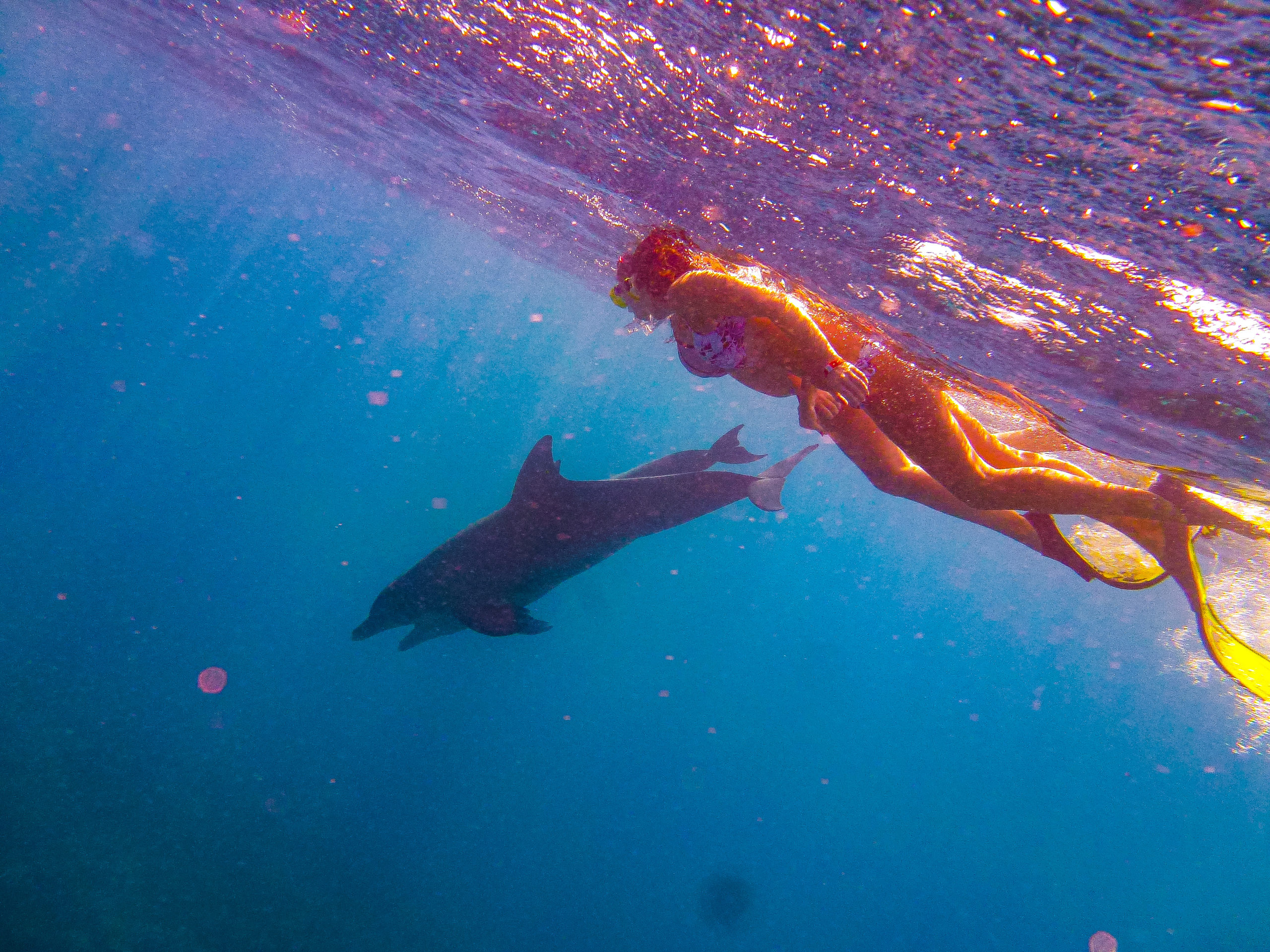 Schwimmen mit Delfinen Reisen