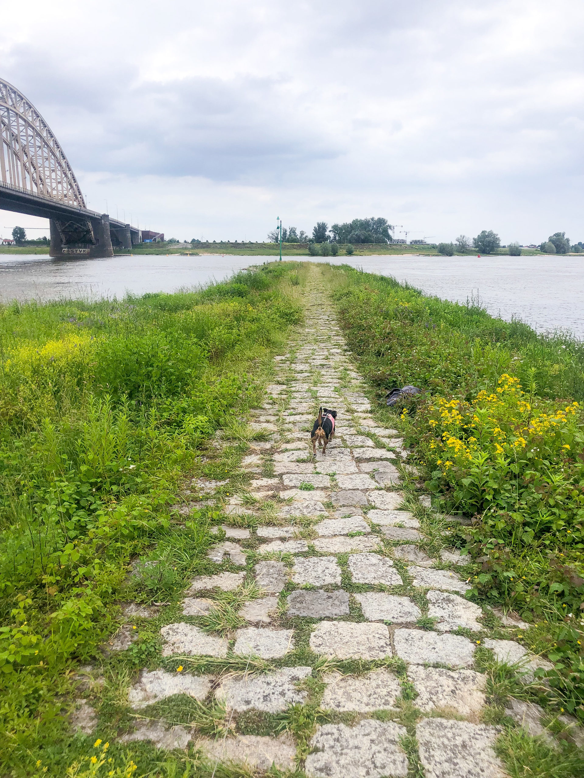 Hund in Nijmegen