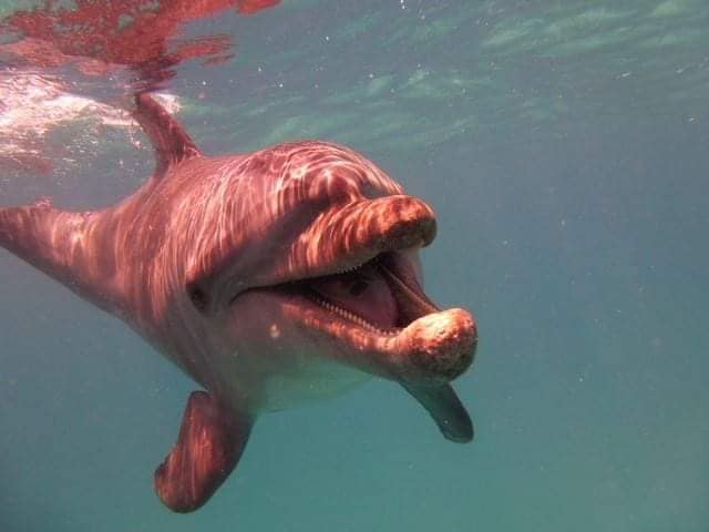 Delfinschwimmen in Hurghada