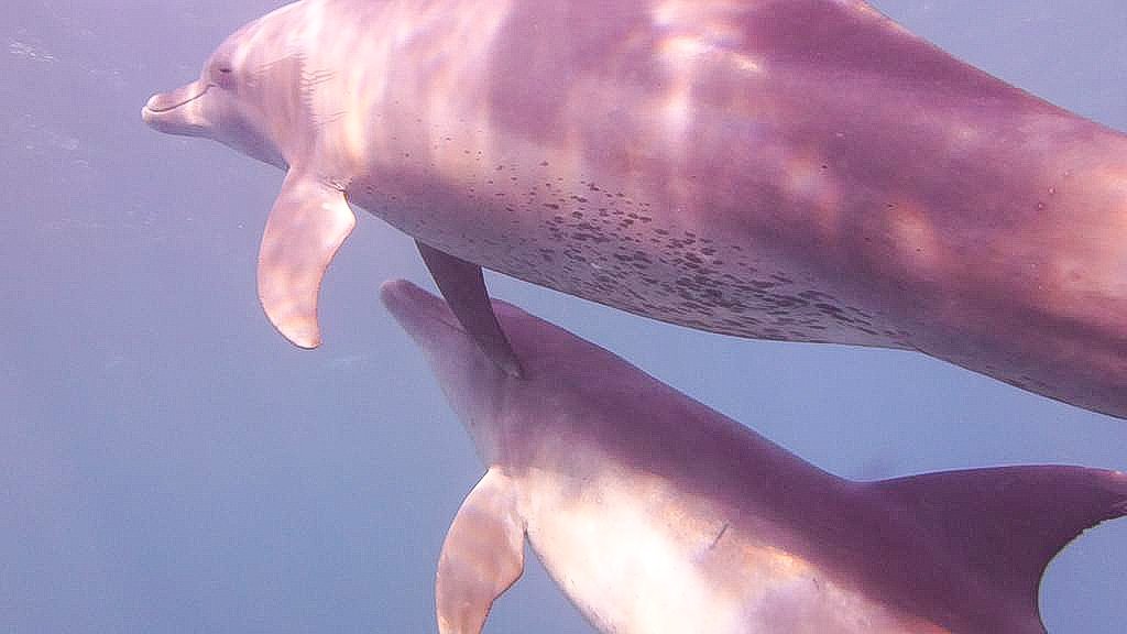 Delfinschwimmen in Hurghada