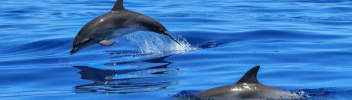 Delfinschwimmen in Hurghada