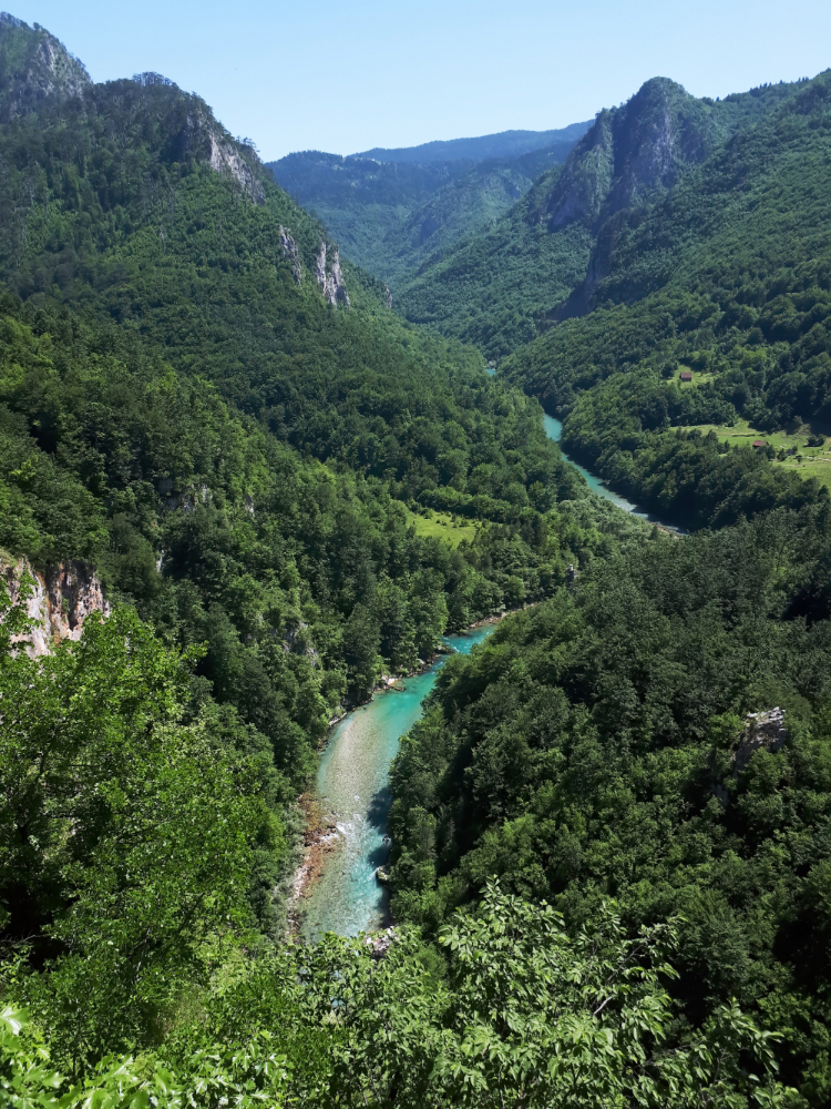 Montenegro Reiseziele Schlucht und Bäume